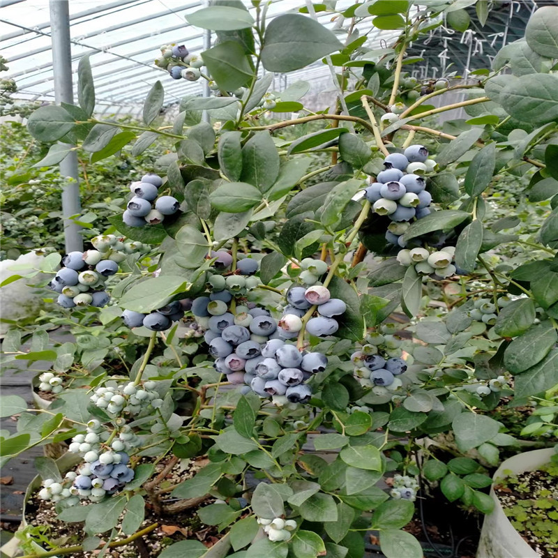 早熟蓝莓苗品种介绍 42号蓝莓苗价格 h5蓝莓苗多少钱一株-阿里巴巴