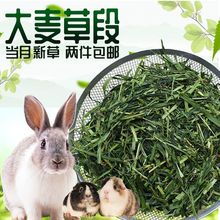 新大麦段500g兔子龙猫豚鼠天竺鼠荷兰猪仓鼠干饲料粮食