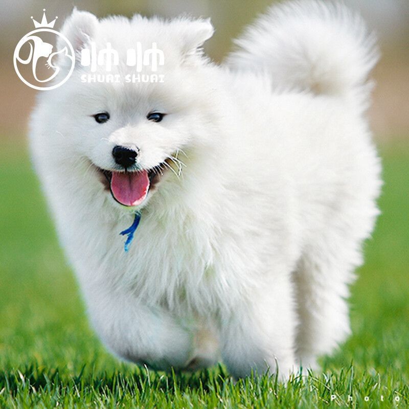 纯种萨摩耶幼犬宠物狗狗澳版萨摩微笑天中型犬双血统雪橇犬温