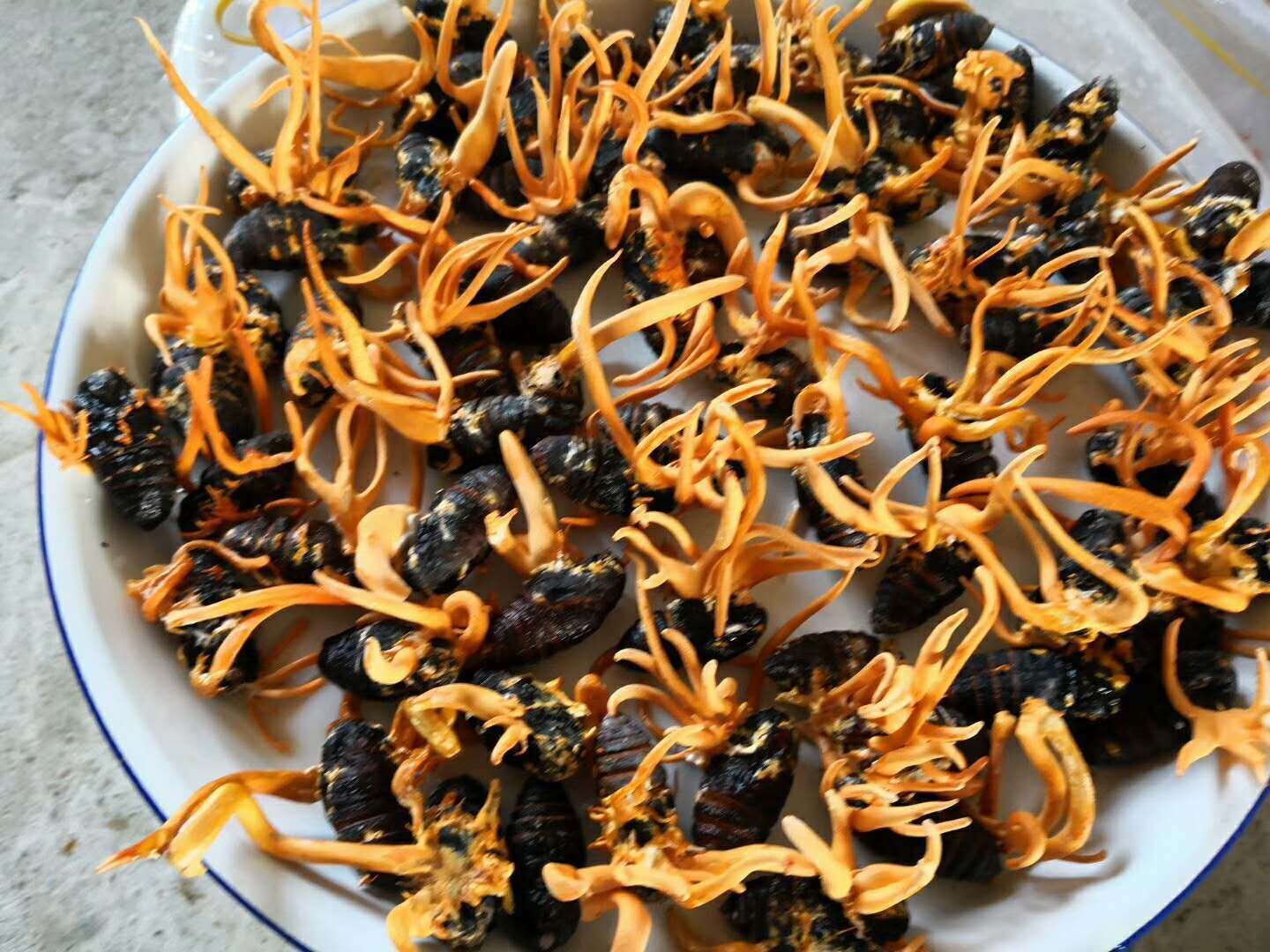 食品饮料 蛹虫草茯苓复合菌粉固体饮料oem贴牌代工按需定制