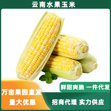 云南高原水果玉米5斤/8斤新鲜水果甜玉米现摘应季整箱一件代发批