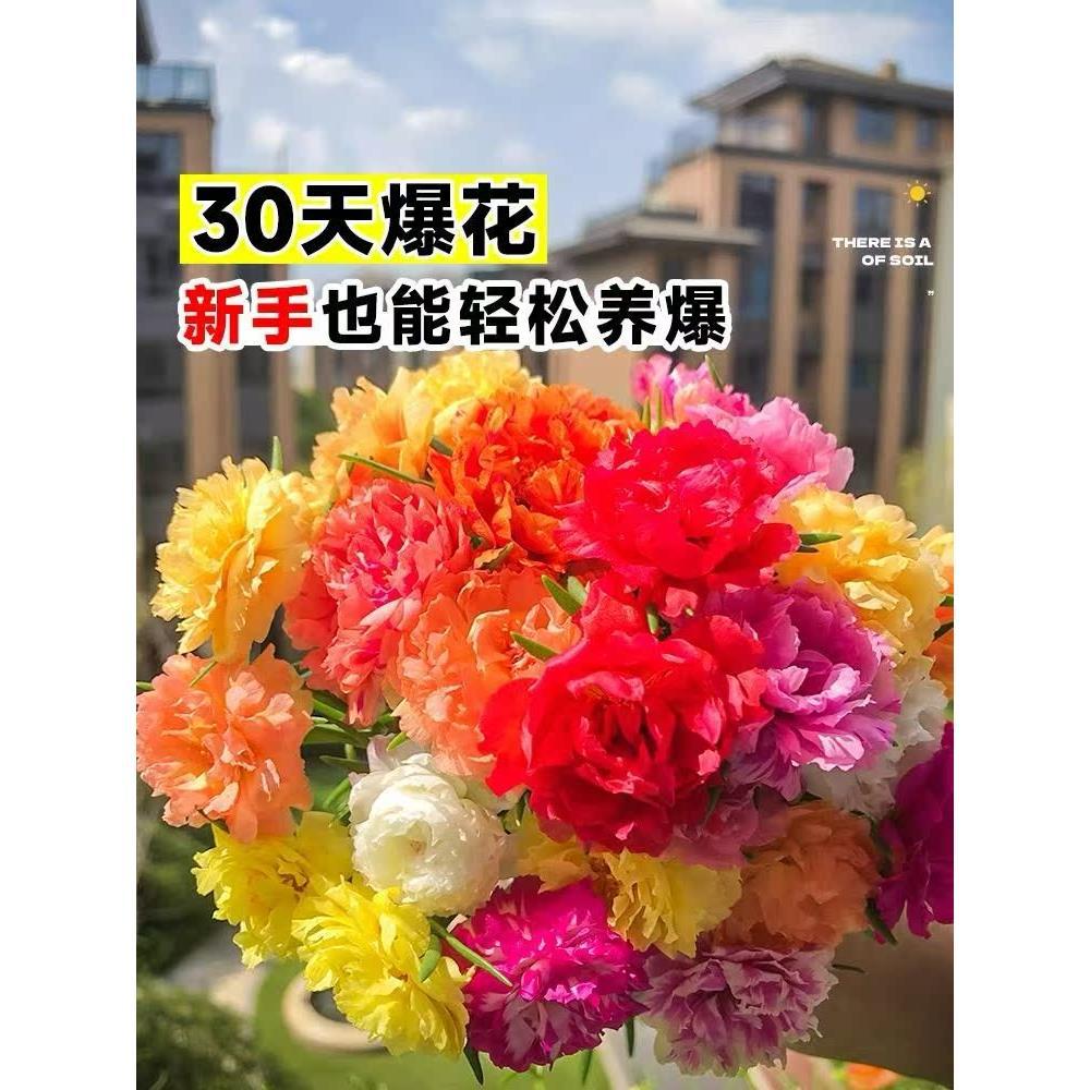 重瓣太阳花花种子四季播种开花易成活花籽阳台室内盆栽苗花卉种孑