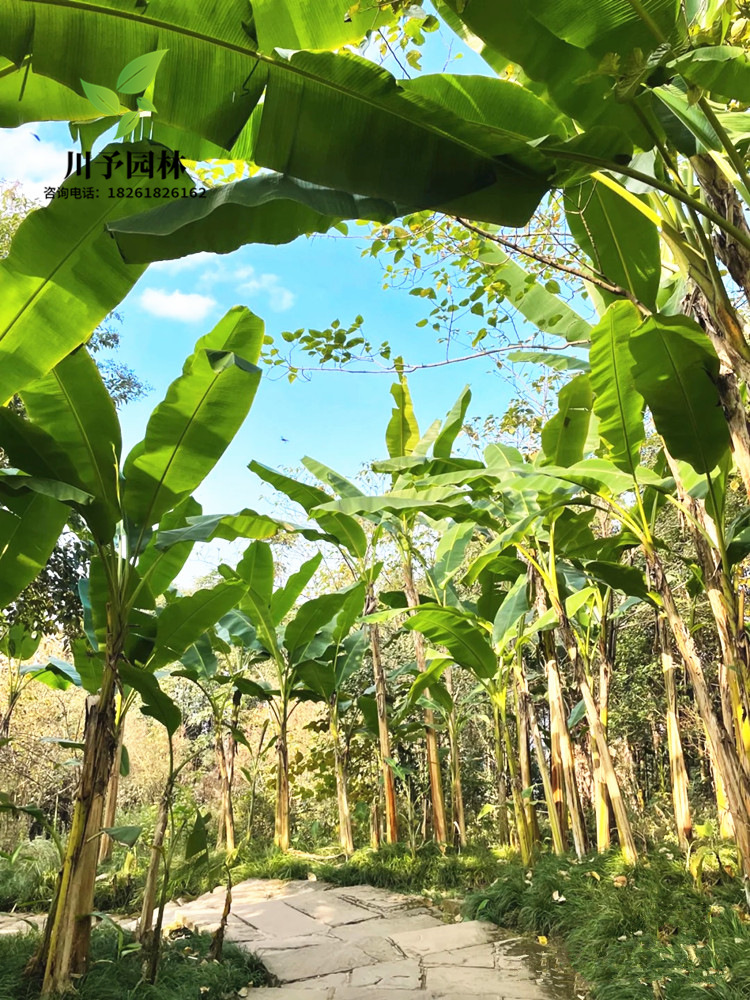芭蕉树苗盆栽芭蕉苗庭院绿化耐寒风景树地栽芭蕉树绿天扇大叶芭蕉