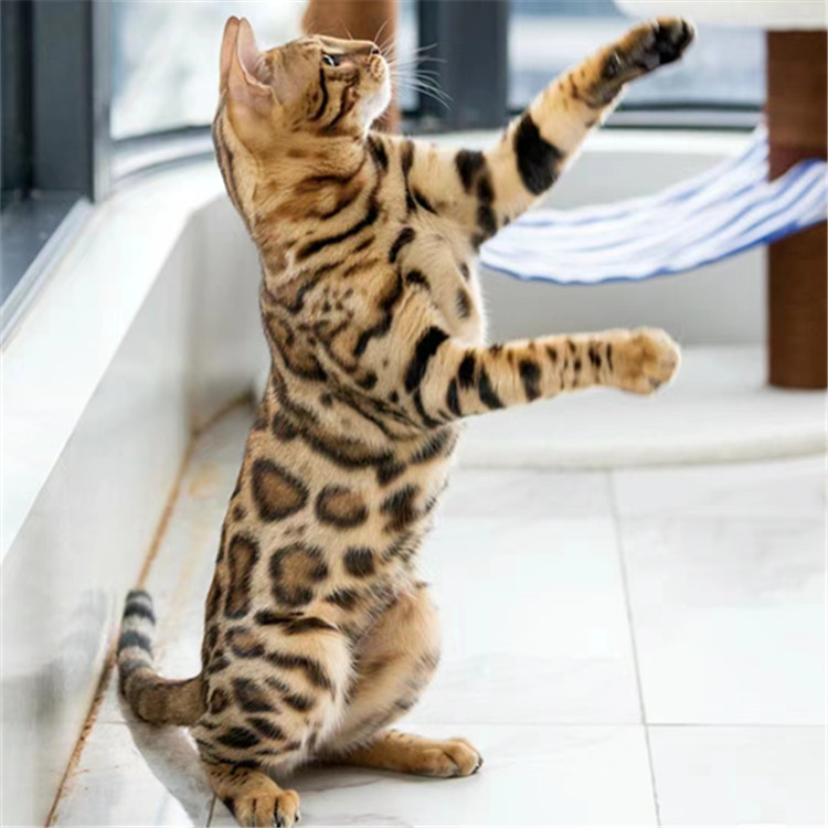 纯种孟加拉豹猫活体玩具虎猫红阿比幼猫活体暹罗猫活物无毛猫猫舍