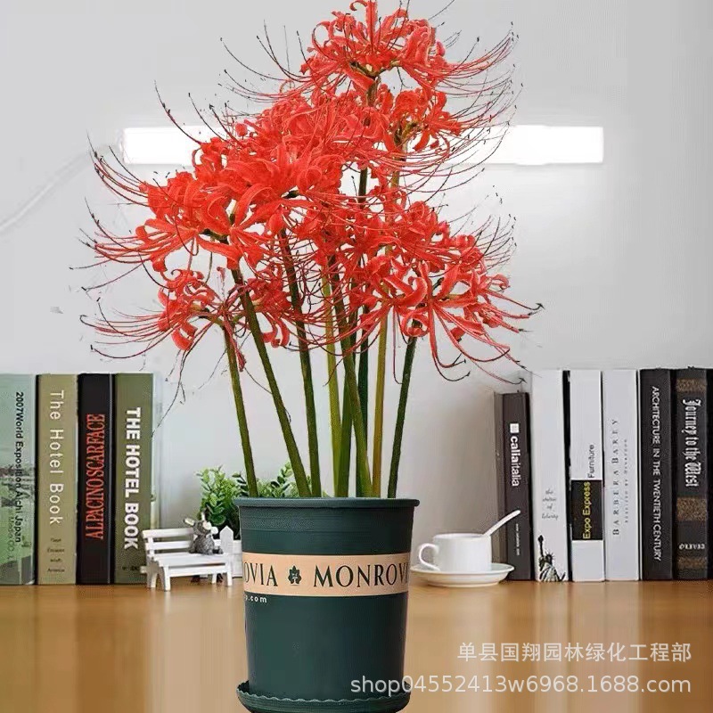 绿植彼岸花种子 曼珠沙华盆栽 彼岸花种球石蒜花 室内四季种花卉