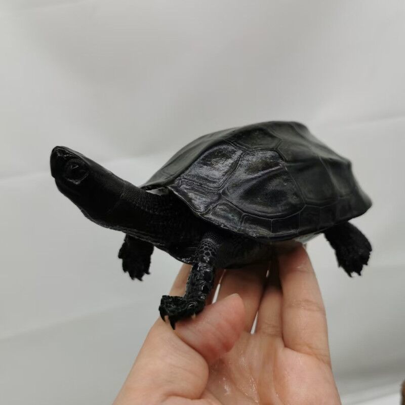 龟苗批发全墨龟黑腹乌龟情侣一对宠物龟外塘深水龟观赏长寿顶墨龟