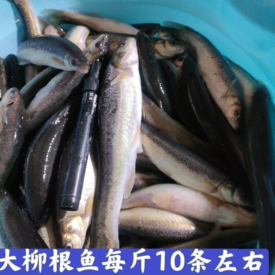 东北纯大柳根黑龙江特产冷水鱼柳根鲜活速冻真空加多冰袋