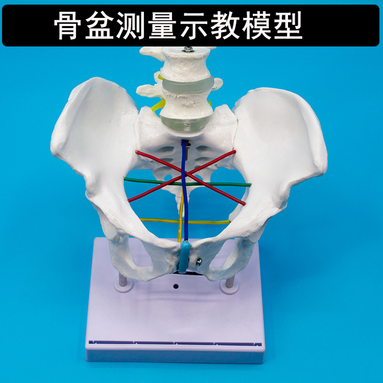 妇产科骨盆测量示教模型骨盆测量模型骨盆内外测量操作练习教具