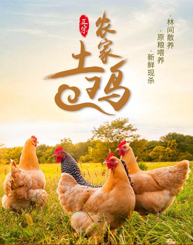 【亏促】三黄鸡土鸡老母鸡笨鸡柴鸡跑山鸡肉乌鸡走地活鸡现宰整只
