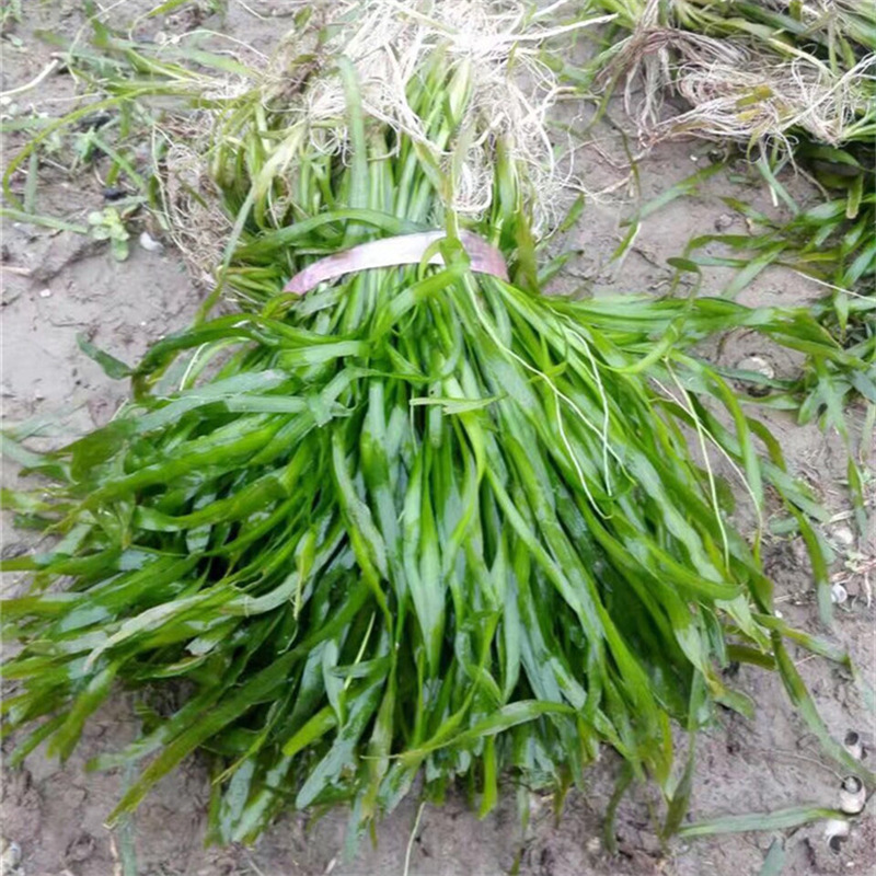 基地直销沉水植物矮生苦草耐寒净化水质包种植养护