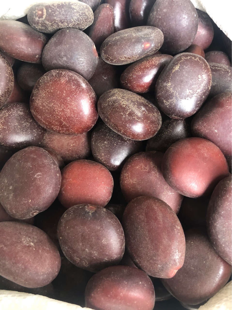 批发中药材 木腰子 过江龙 木腰子 九龙藤子 代嚰粉