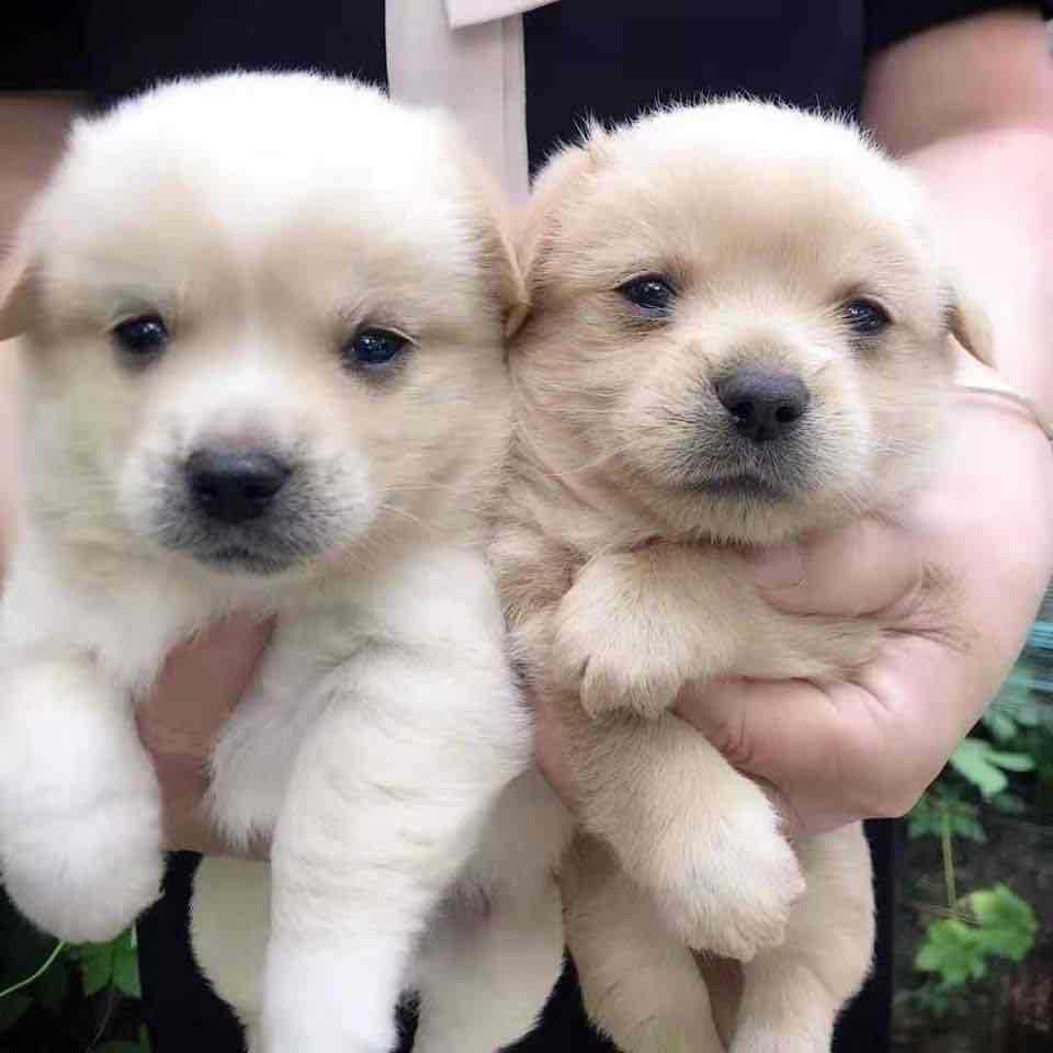 出售宠物狗小型活体家养田园犬大黄狗黑色田园犬围栏看家护院