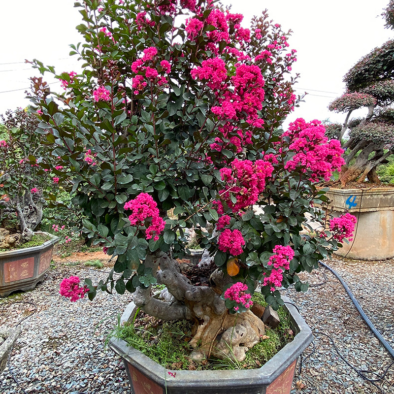 湖南 紫薇桩景紫薇桩头古桩老桩观景树造型造景盆景 种植基地批发
