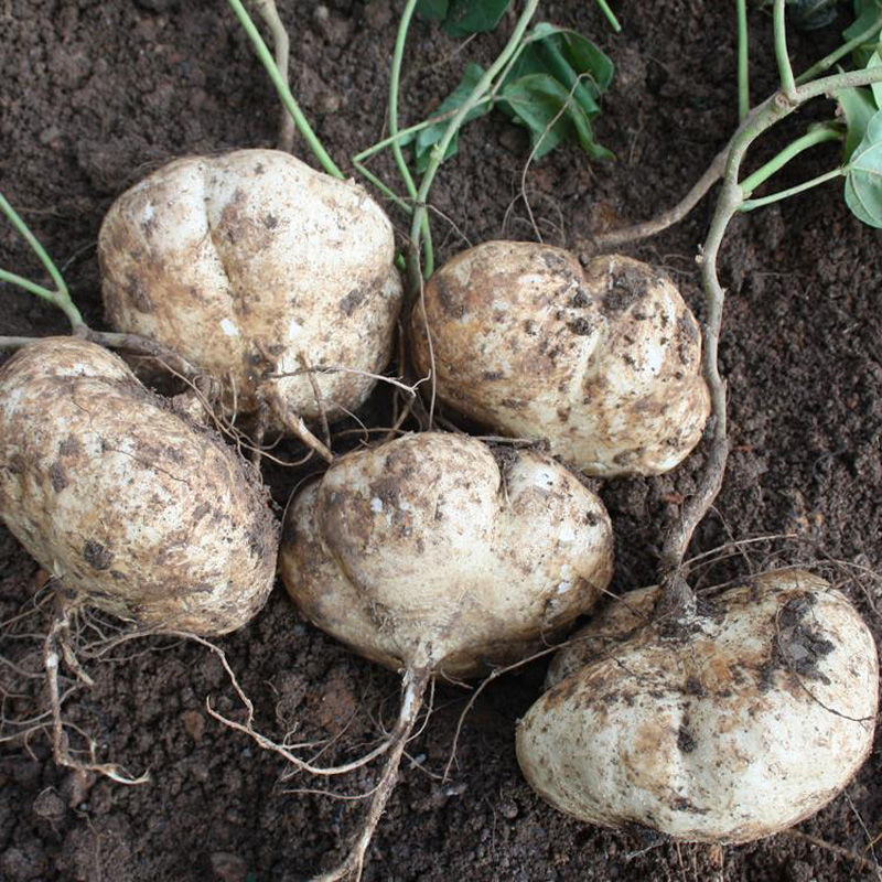 白薯商品属性商品属性商品描述价格说明订购说明买家评价(0)商品详情