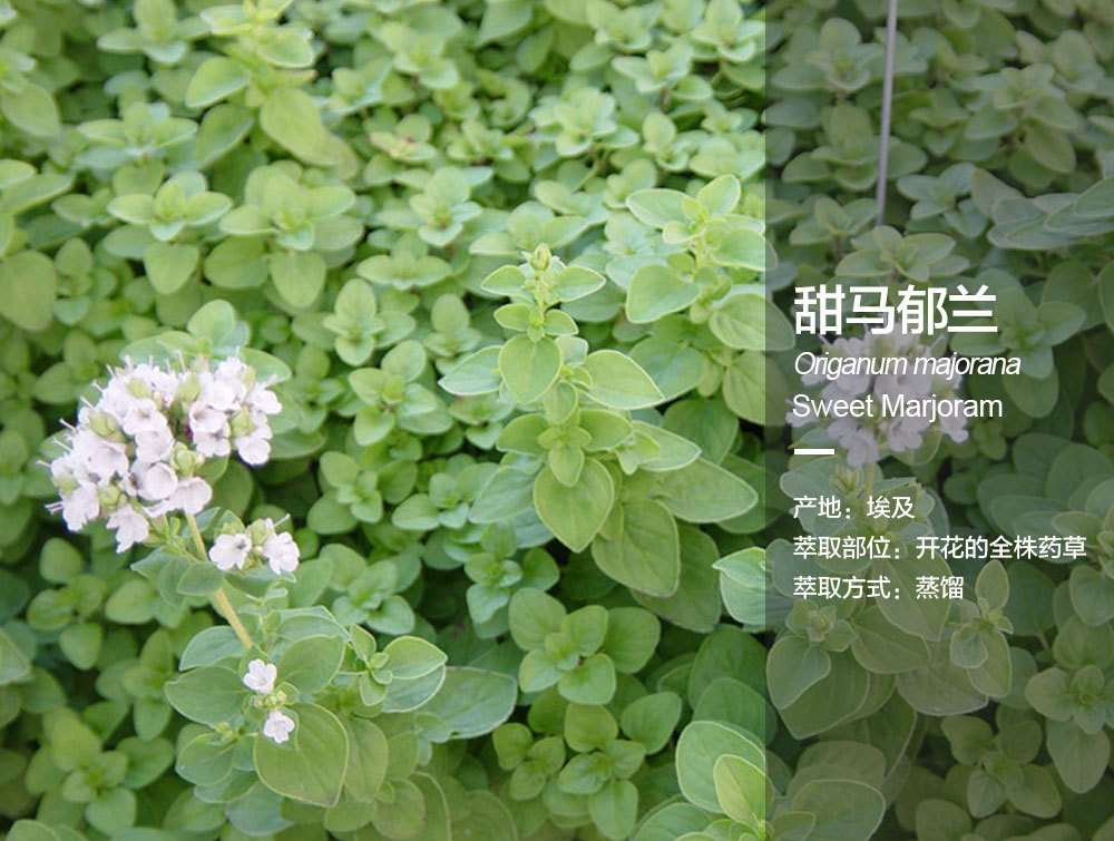 阿甘树埃及甜马郁兰精油origanum majorana 单方精油现货批发