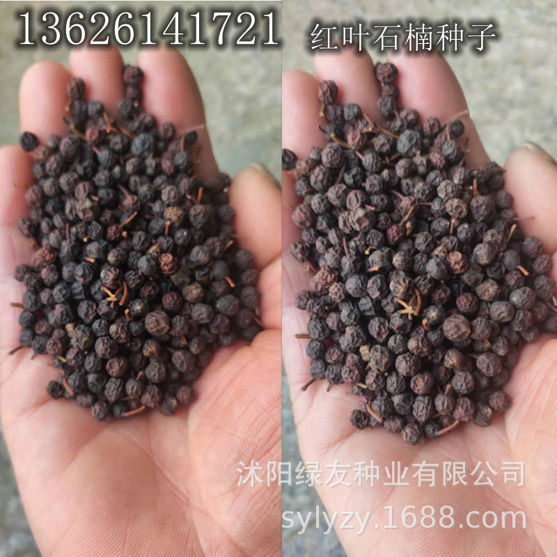 批发观赏苗木红叶石楠种子红叶石楠