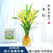 水培香水兰花苗室内植物浓香型四季建花卉耐寒植物冬季带花苞开花