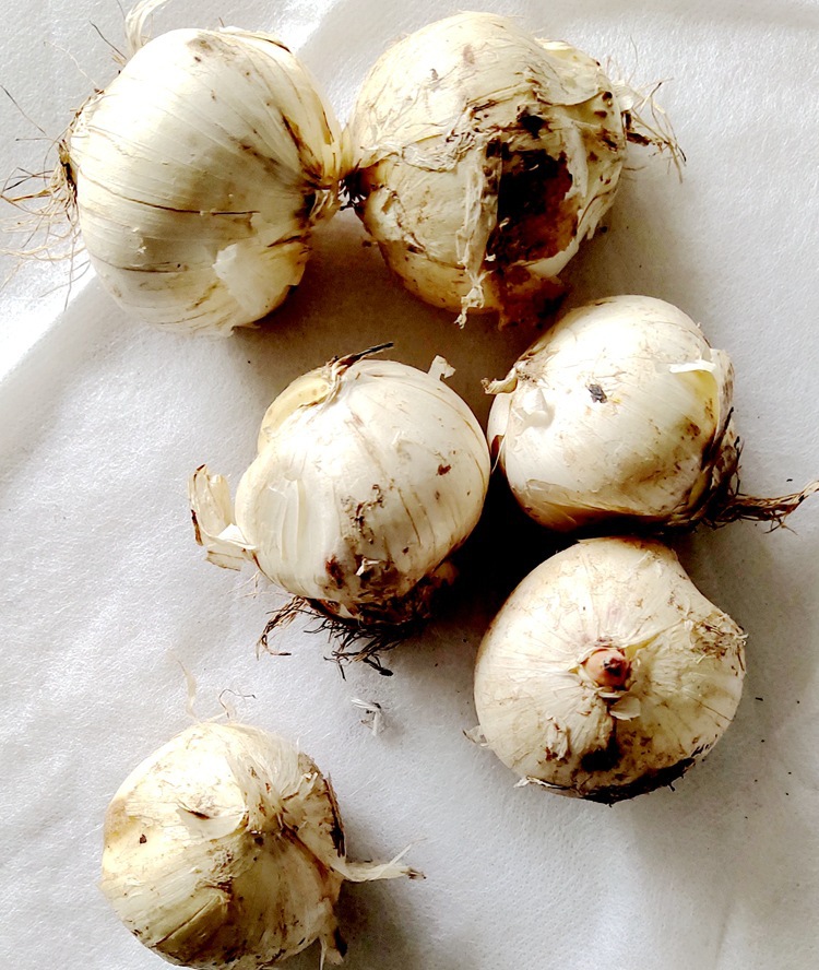 荷兰进口大花葱种球耐寒花卉盆栽植物庭院地栽大葱花球根四季易活