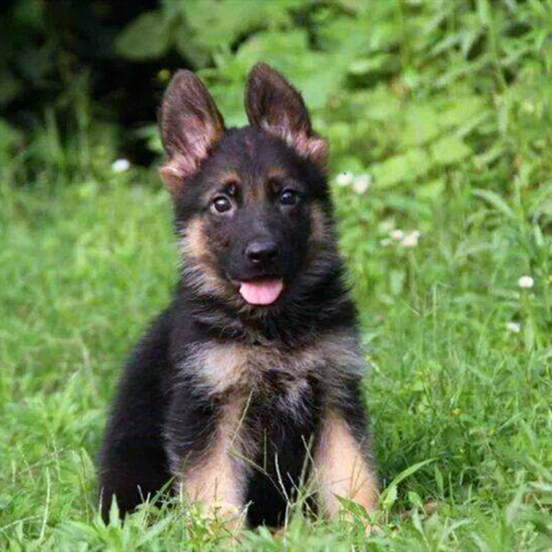 批发纯种德国牧羊犬幼犬活体德牧工作犬大型犬护卫犬宠物犬宠物狗