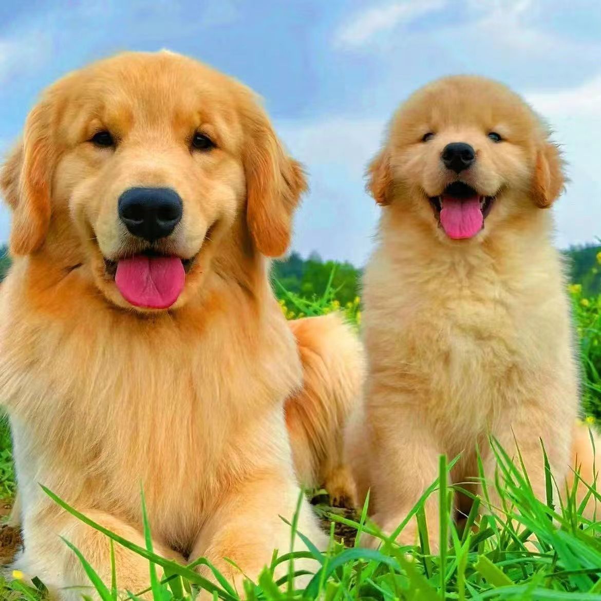 纯种金毛幼犬宠物狗崽活体枫叶红沙滩色金毛犬家庭伴侣宠物狗