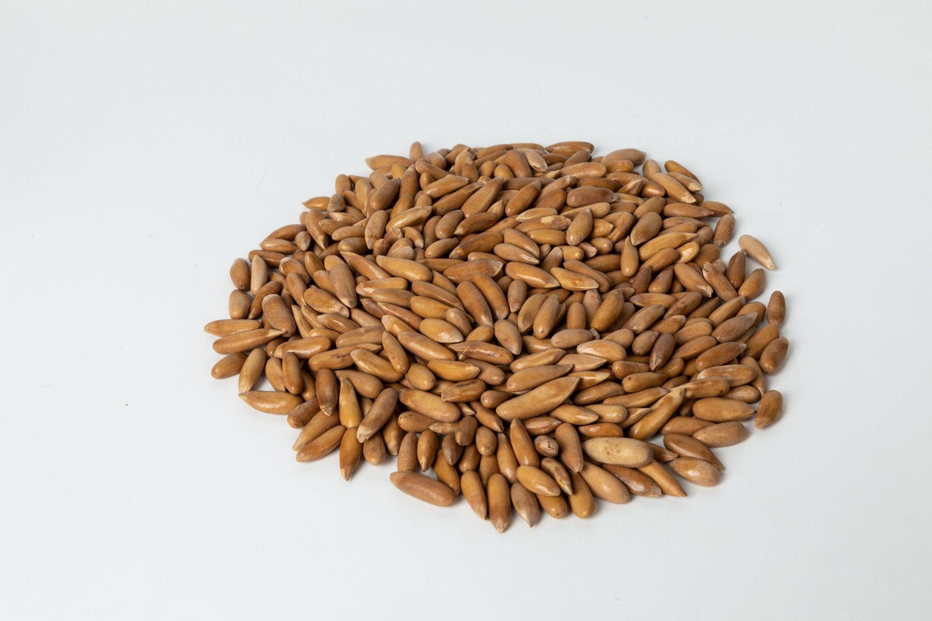 2020新货大籽巴西松子 大颗粒手剥松子巴基斯坦含罐5