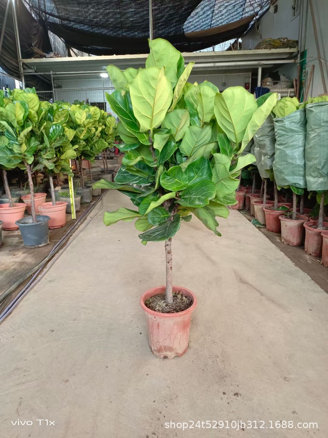 琴叶榕盆栽室内大叶老桩网红绿植办公室北欧大型植物客厅落地好养