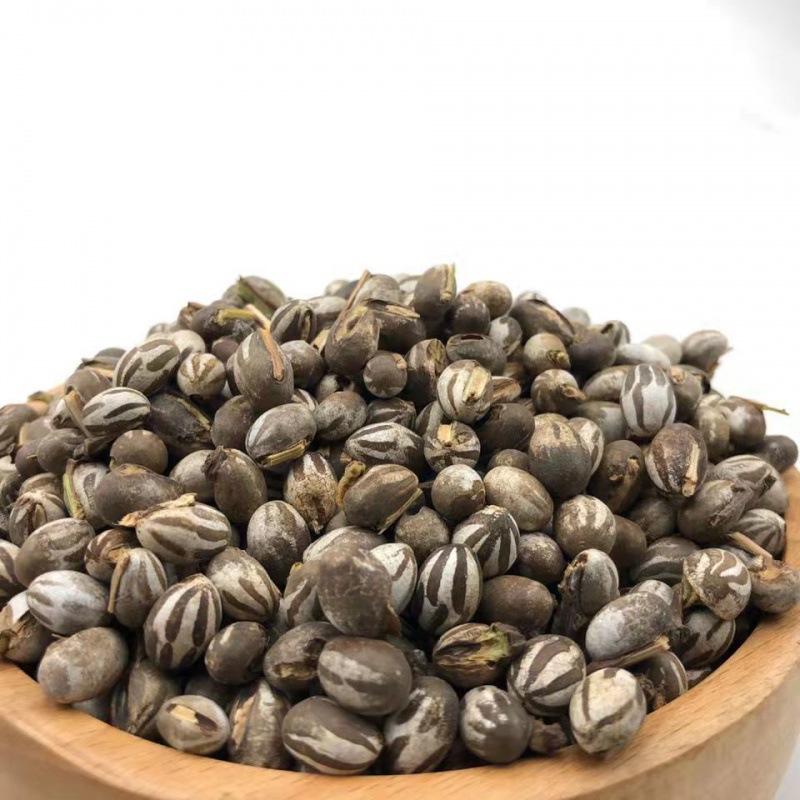 杨拉罐东北野生烧烤洋辣子学生宿舍仓鼠蜜袋鼯花枝鼠虫宠物