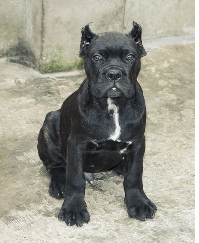 卡斯罗犬大型猛犬护卫狩猎犬幼崽活体