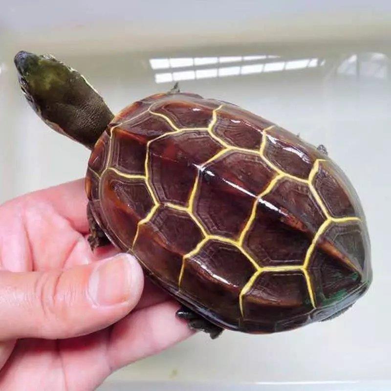 乌龟活物 长寿南种金线龟苗 招财龟黄金龟活物龟活物石金钱龟好养