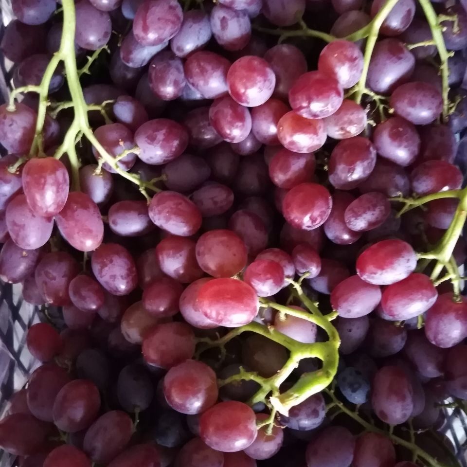 天津汉沽茶淀玫瑰香葡萄新鲜水果顺风果园直发保鲜4斤装