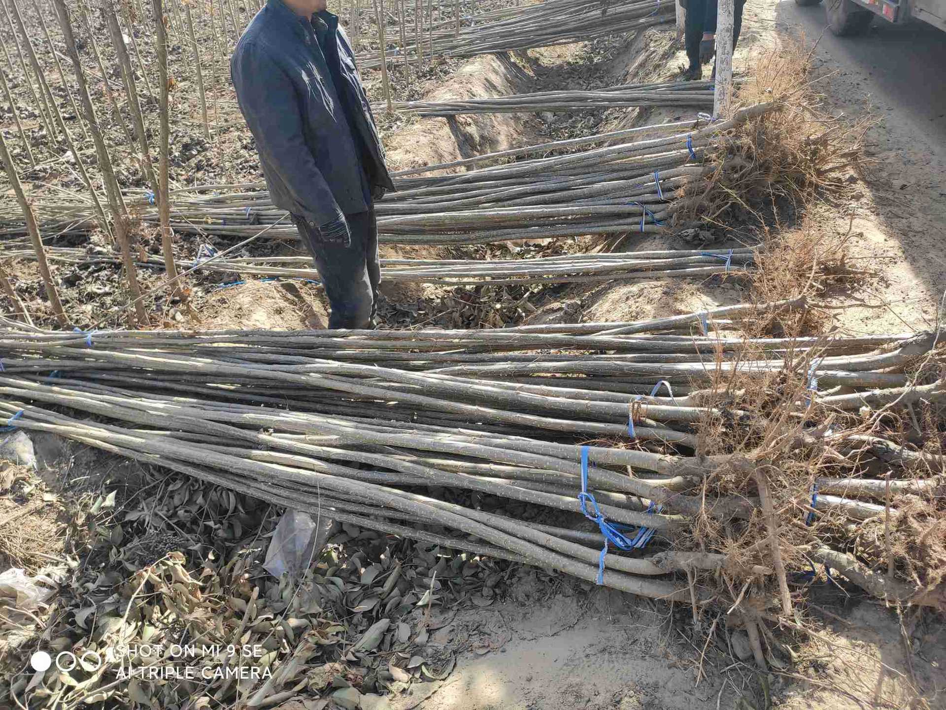 白杨树苗 速生杨树苗 随州杨树苗 农场苗圃货源