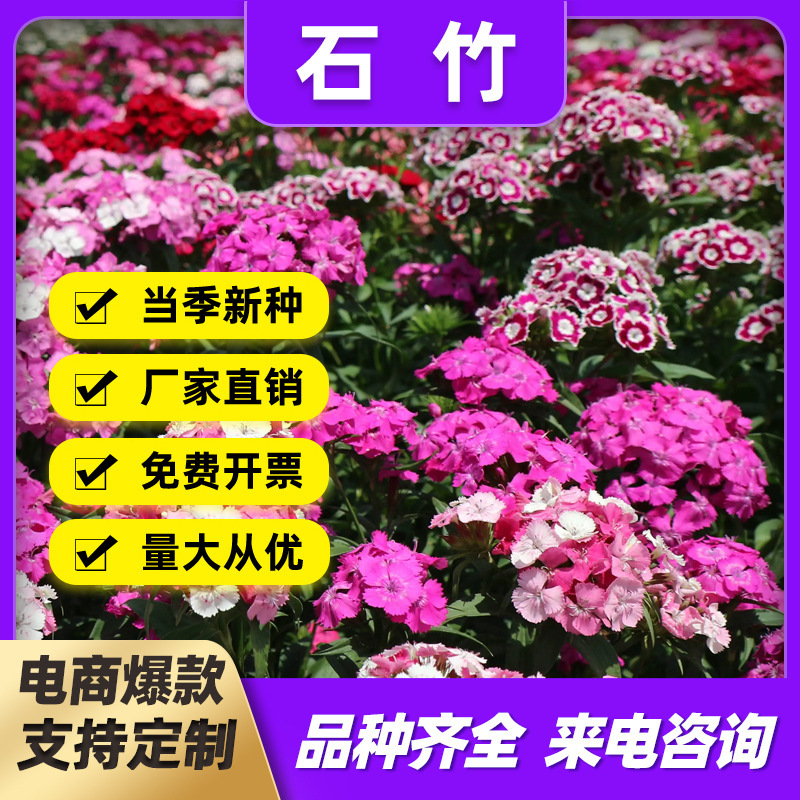 五彩石竹花籽美国石竹常夏石竹庭院花海绿化种子多年生宿根花期长