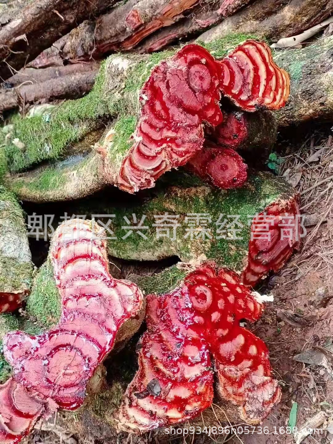 新鲜鸡血藤大血藤蛇莲过江龙跑江湖地摊展销会砍砍药根子药产地批