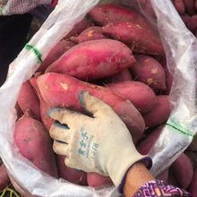 现挖现发沙地板栗红薯新鲜红蜜薯蔬菜25番薯地瓜批发价厂一件批发