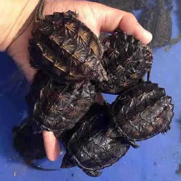 北美小鳄龟苗正宗杂佛宠物龟观赏龟杂佛食肉龟外塘凶猛小乌龟爆刺