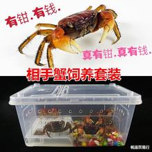 观赏蟹活体螃蟹宠物蟹缸淡水小螃蟹迷你辣椒蟹将军红鳌相手蟹