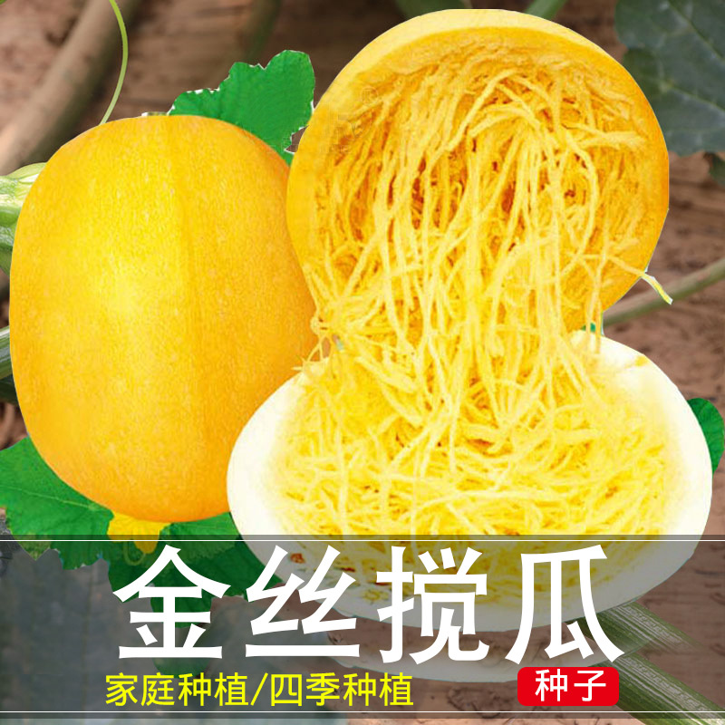 搅绞瓜种子绞丝金丝瓜种子角瓜种子抗病早熟四季天然粉丝味同海蜇