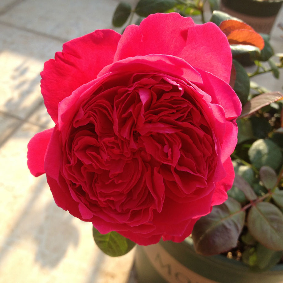 胭脂 欧月法国月季暗红色大花强香耐热开花持久庭院盆栽花卉-阿里巴巴