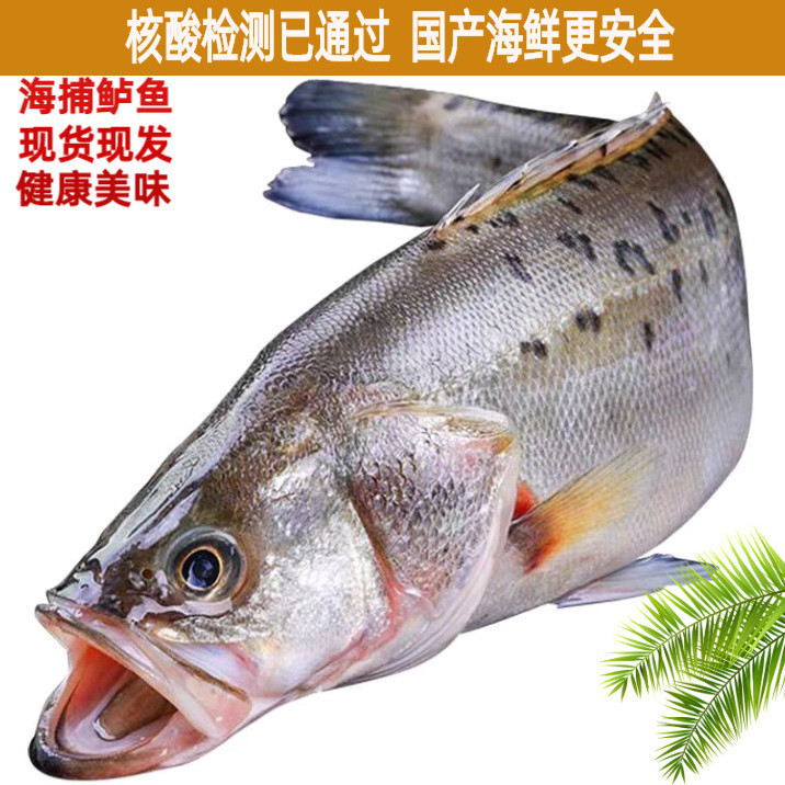 海鲈鱼冰冻生鲜鱼类冷冻海鱼海卢鱼整条七星鲈鱼鲜活新鲜卢鱼