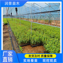 矮化吉塞拉砧木苗 吉塞拉6号 Y1 根系发达 吉塞拉矮化樱桃树苗
