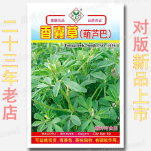 香囊草种子 可作特色菜食用 固肾菜 葫芦巴 胡芦巴 芳香香囊填料