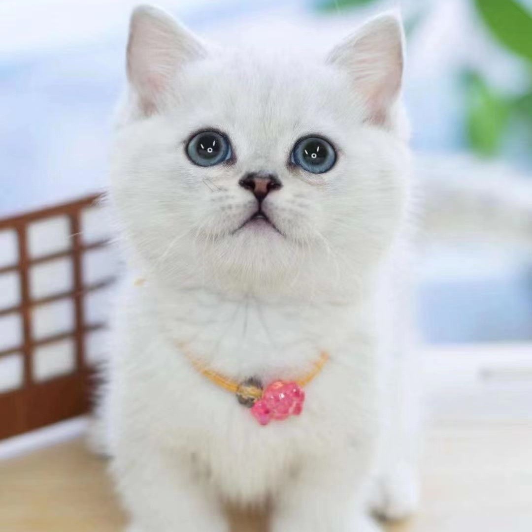 纯种蓝金渐层猫英短金渐层幼猫矮脚猫银渐层幼猫家养宠物猫小猫咪