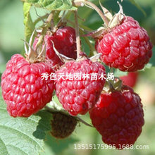 新品种哈瑞太兹双季树莓苗特大覆盆子苗黄红树莓苗南方北方盆栽地