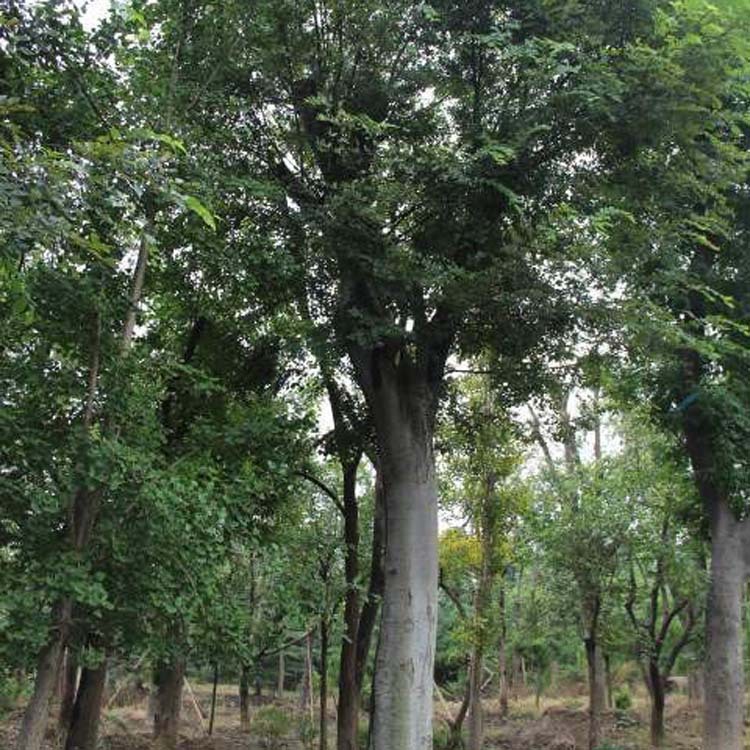 朴树 基地直供优质朴树 丛生朴树 百马树 行道树 公园 规格介全