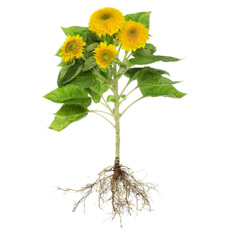 向日葵种子室内外盆栽观赏食用切花向日葵花种籽易活庭院葵花种子