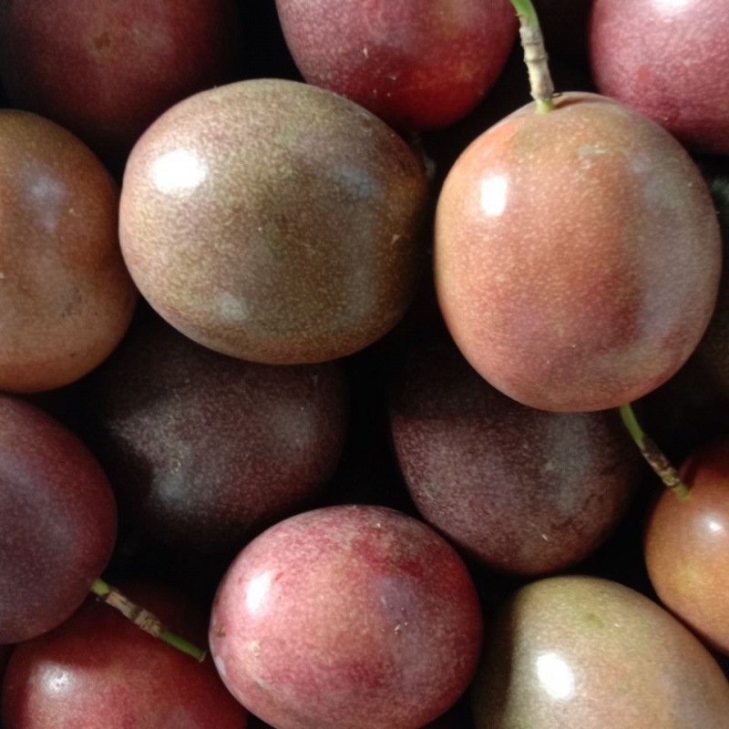 云南紫香百香果酸甜可口新鲜现摘现发批发零售奶茶店专用鲜果直发