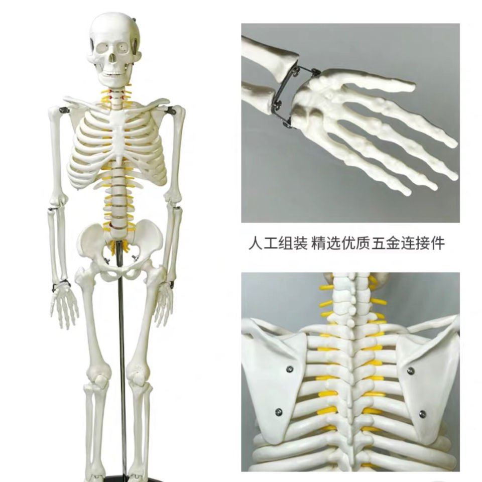 人体骨骼模型85cm人体脊椎骨架成人脊柱标本全身骨骼模型小骷髅人