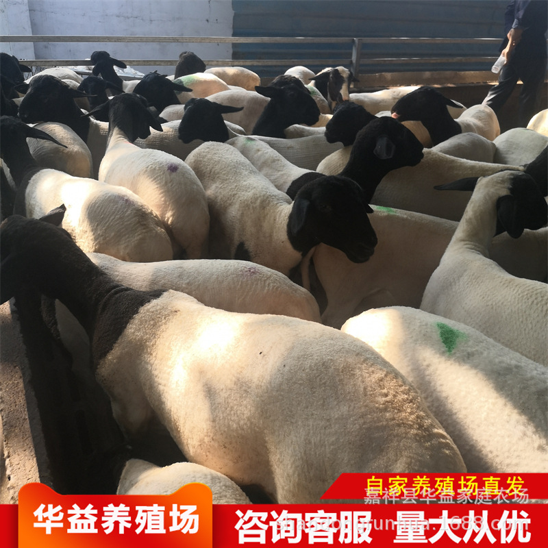黑头杜泊绵羊小公羊 澳洲白绵绵羊活体 杜波绵羊活体小尾寒羊羊羔
