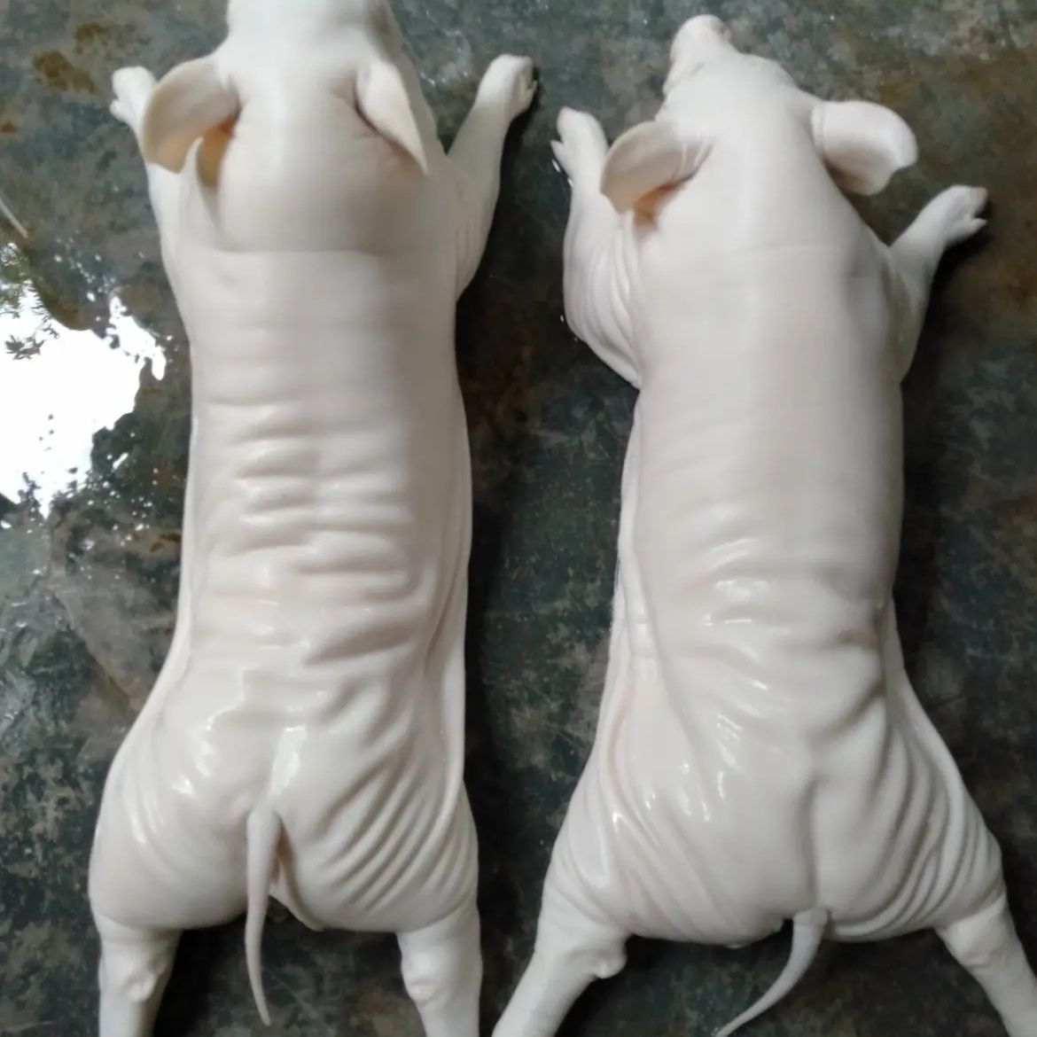 新鲜烤乳猪整只小乳猪批发冰鲜乳猪酒店宴会乳猪批发一整箱.