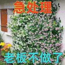 风车茉莉花盆栽懒人室内络石藤垂丝爬藤花卉耐寒阳台植物四季开花